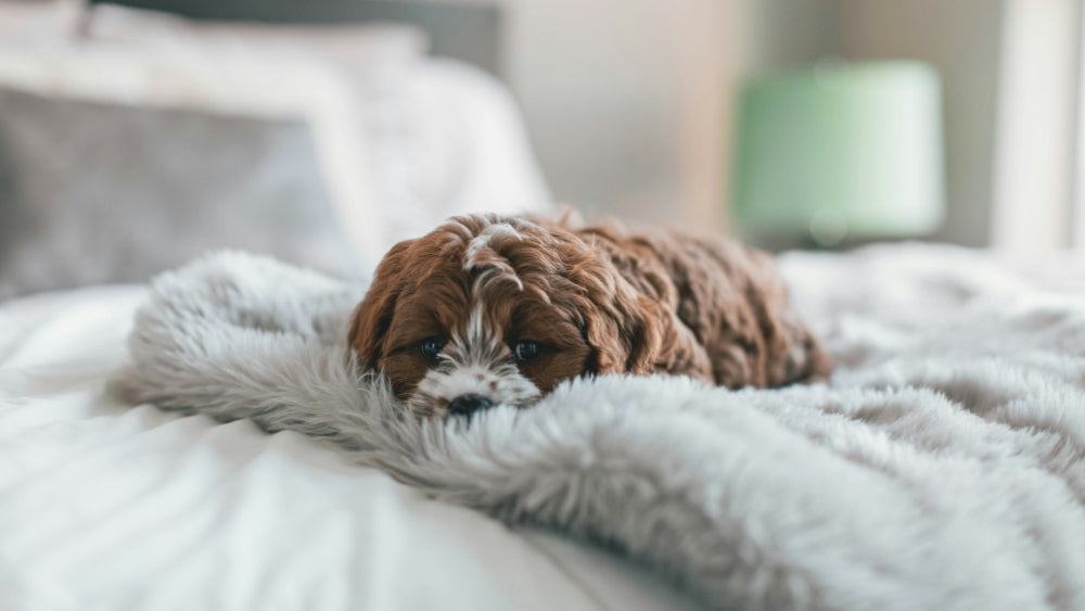 A golden/light-brown dog laying down, looking at the camera.