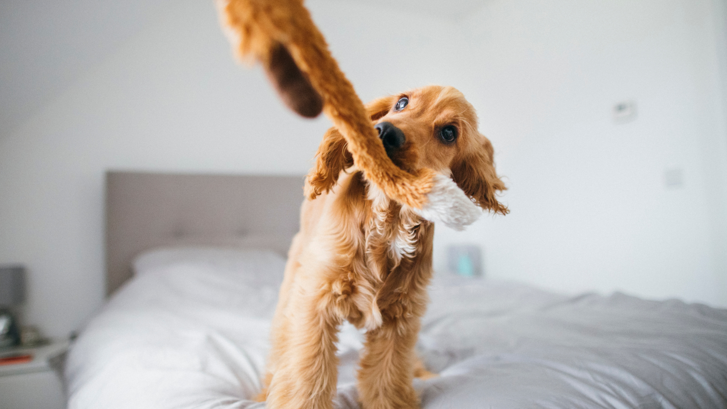 ways to make your dog happy