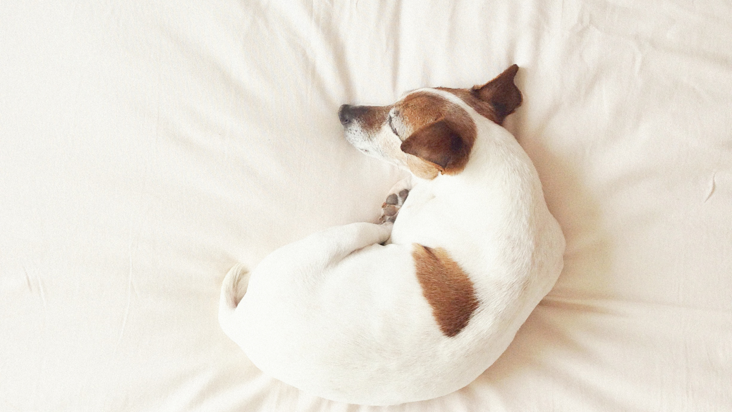 Caring for Senior Pets: Health and Wellness in Their Golden Years